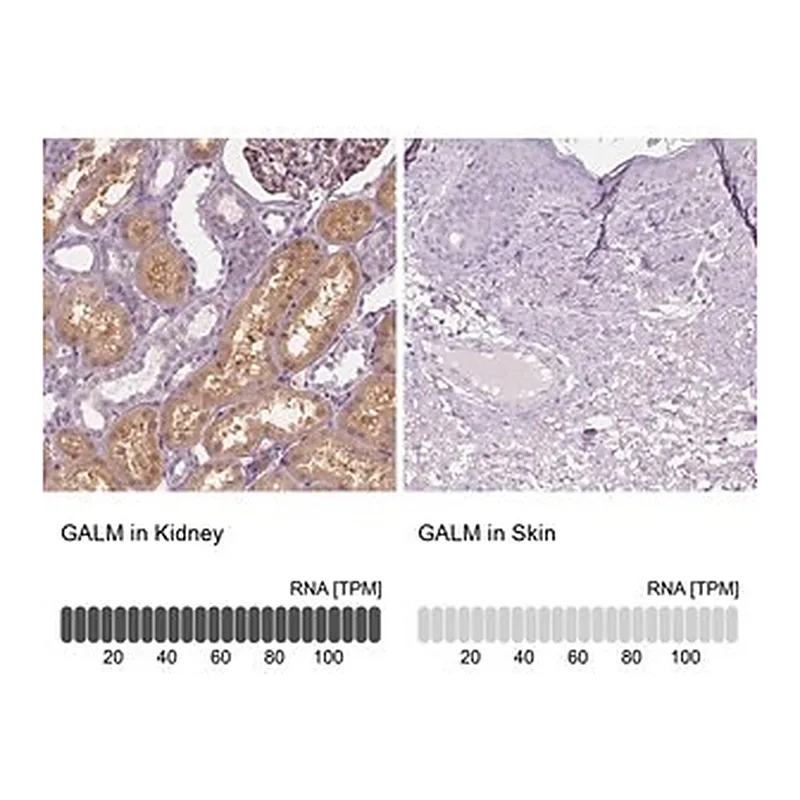 Merck Anti-GALM antibody produced in rabbit