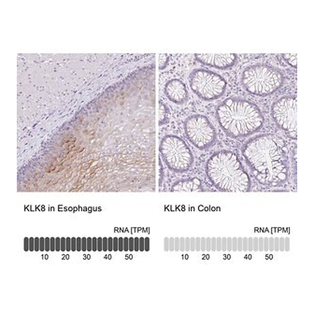 Merck Anti-KLK8 antibody produced in rabbit