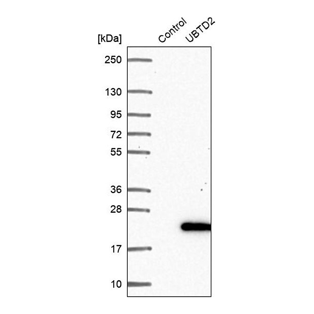 Merck Anti-UBTD2 antibody produced in rabbit