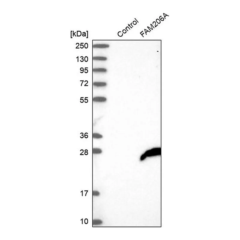 Merck Anti-FAM206A antibody produced in rabbit