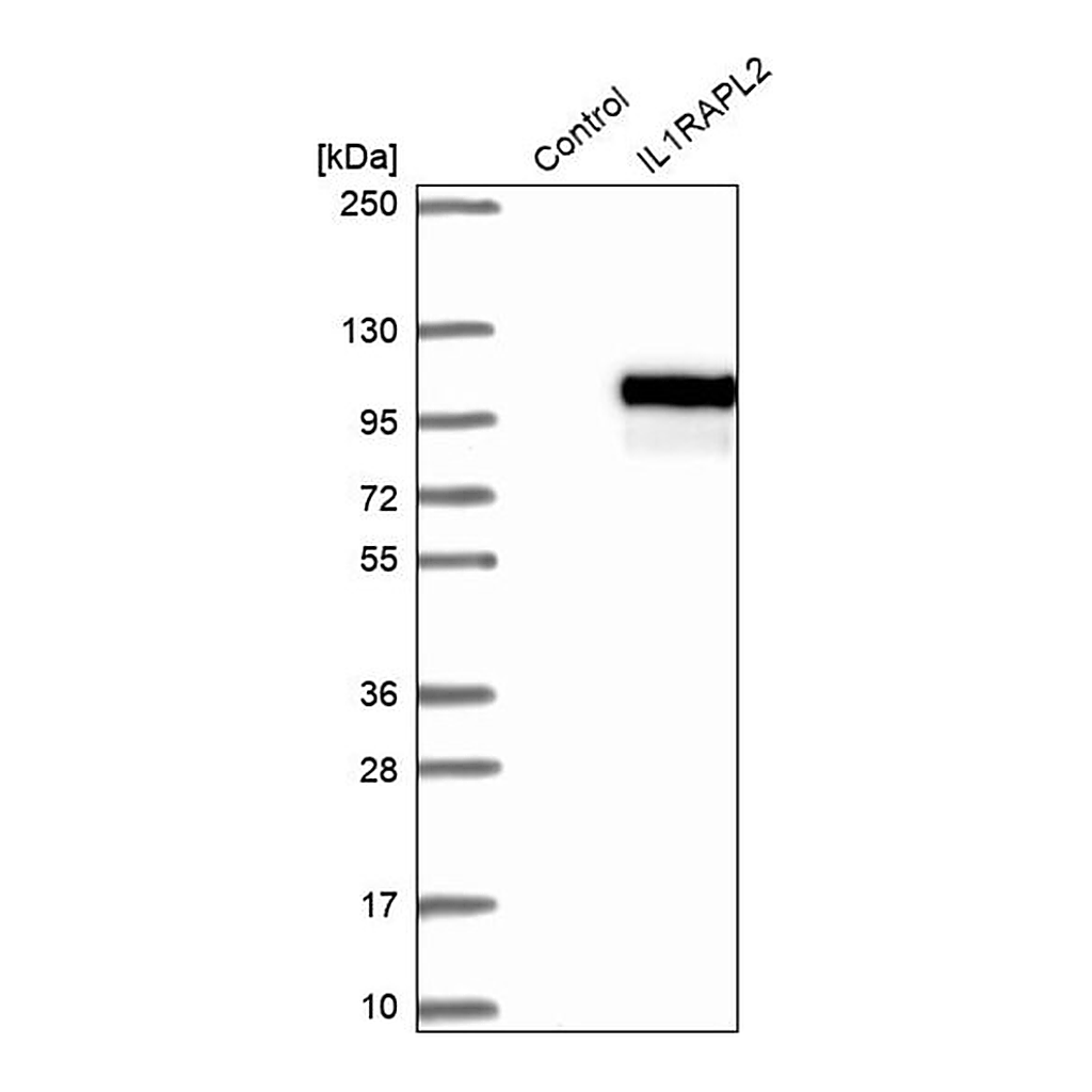 Merck Anti-IL1RAPL2 antibody produced in rabbit