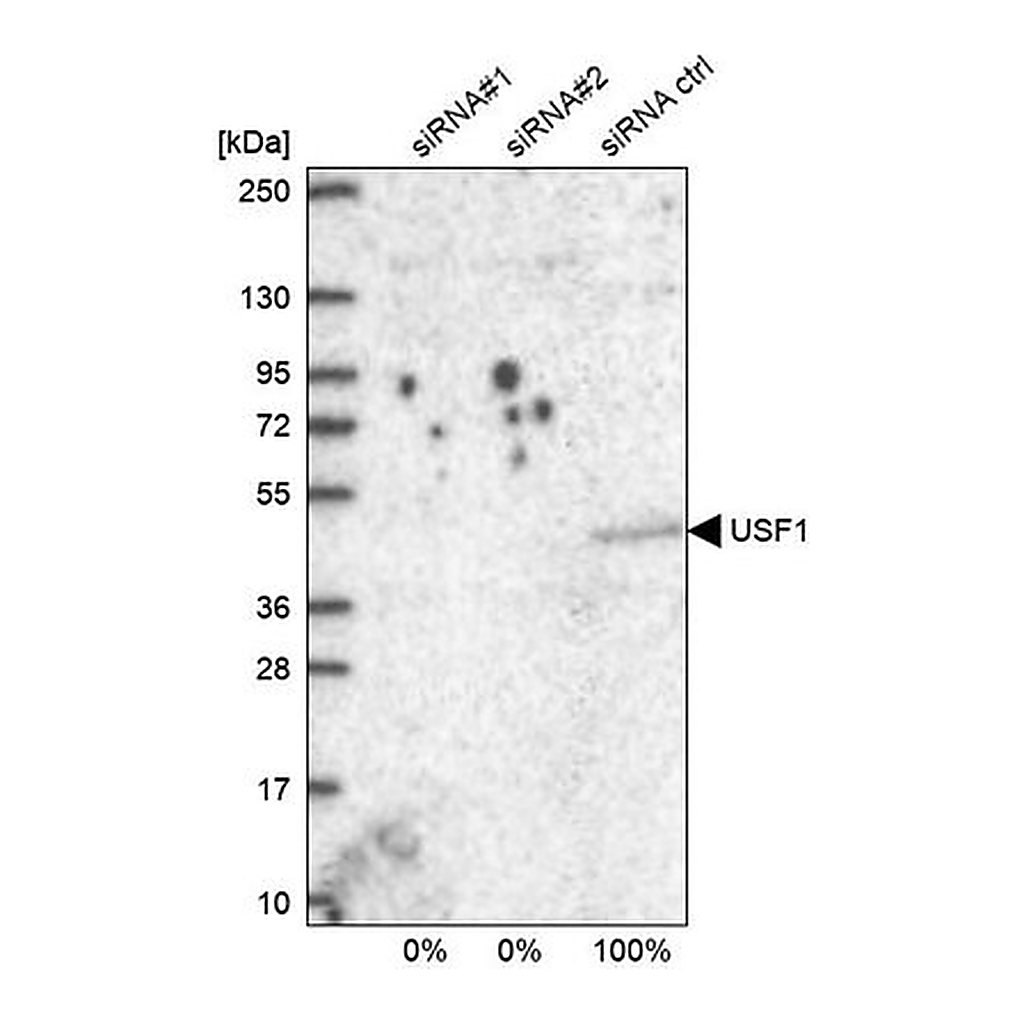Merck Anti-USF1 antibody produced in rabbit