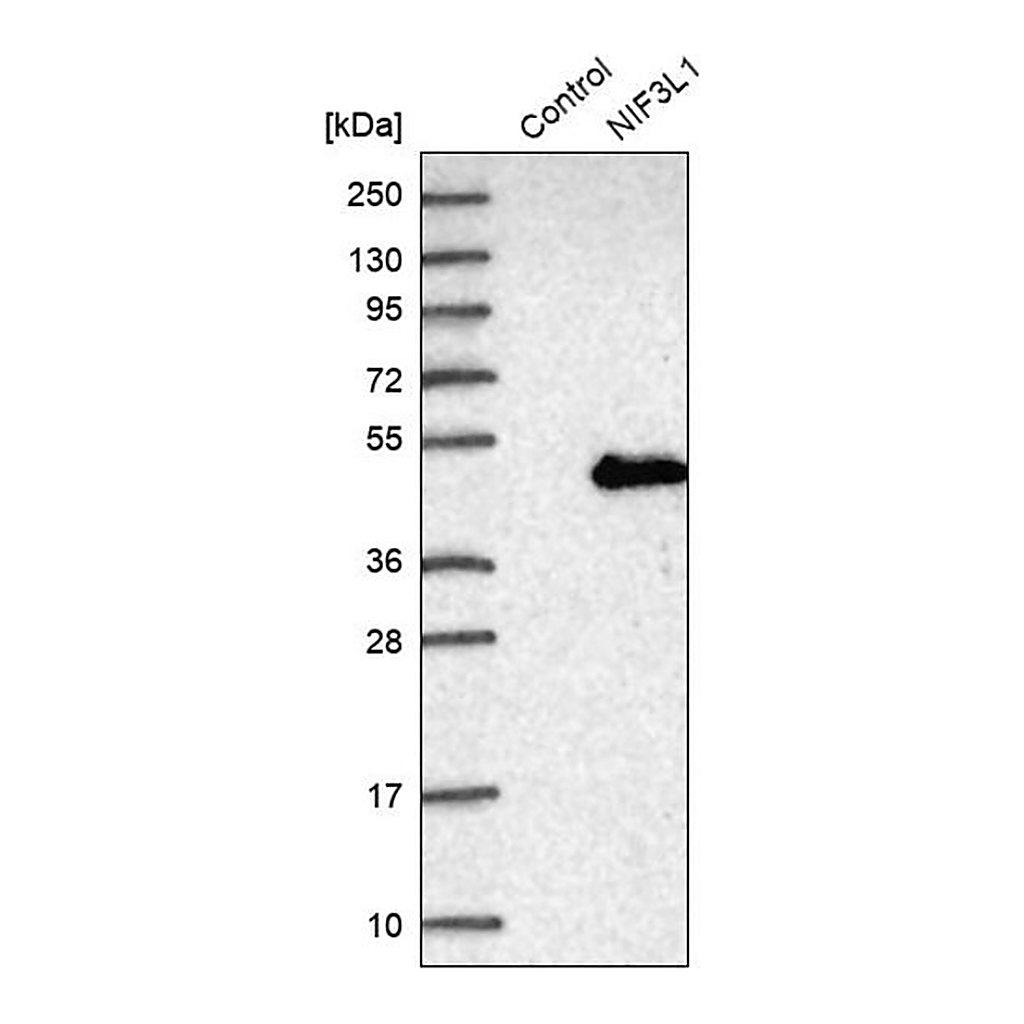Merck Anti-NIF3L1 antibody produced in rabbit