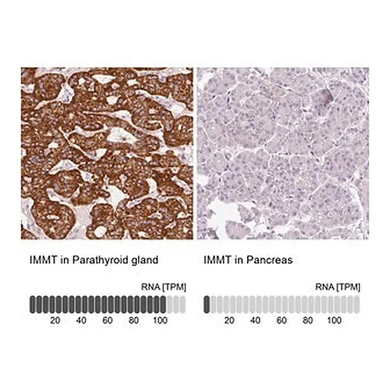 Merck Anti-IMMT antibody produced in rabbit