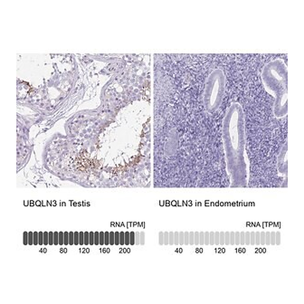 Merck Anti-UBQLN3 antibody produced in rabbit