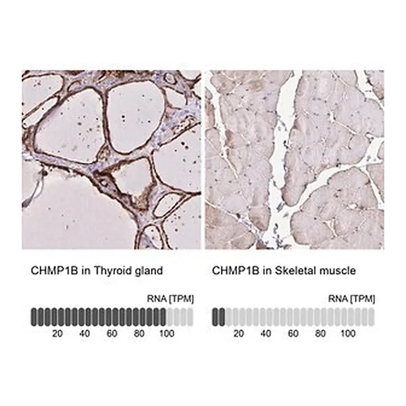 Merck Anti-CHMP1B antibody produced in rabbit