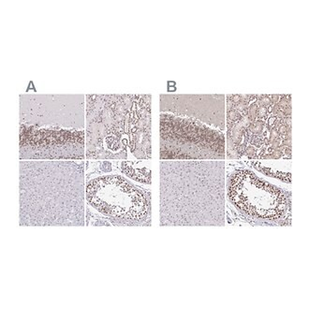 Merck Anti-SIN3A antibody produced in rabbit