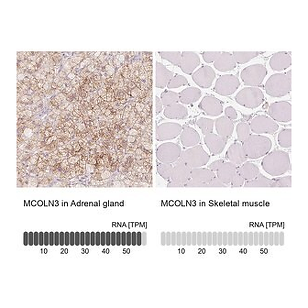 Merck Anti-MCOLN3 antibody produced in rabbit