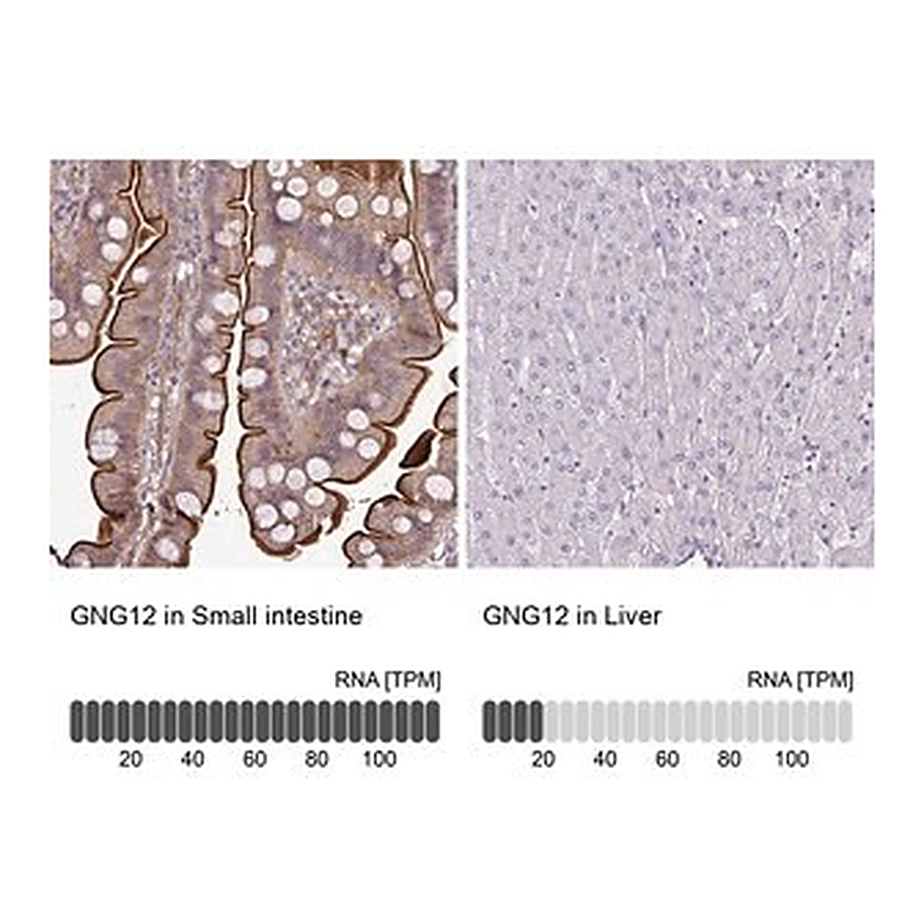 Merck Anti-GNG12 antibody produced in rabbit