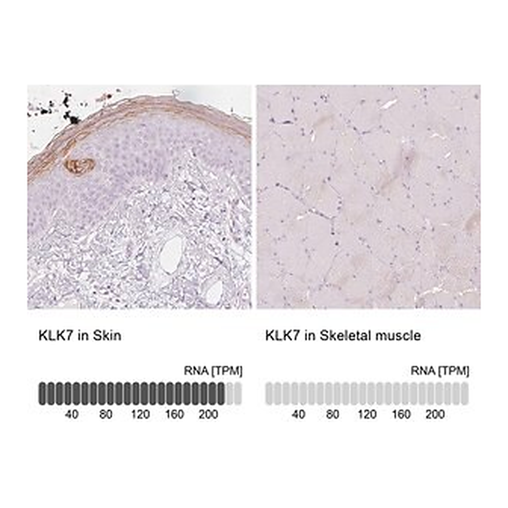 Merck Anti-KLK7 antibody produced in rabbit
