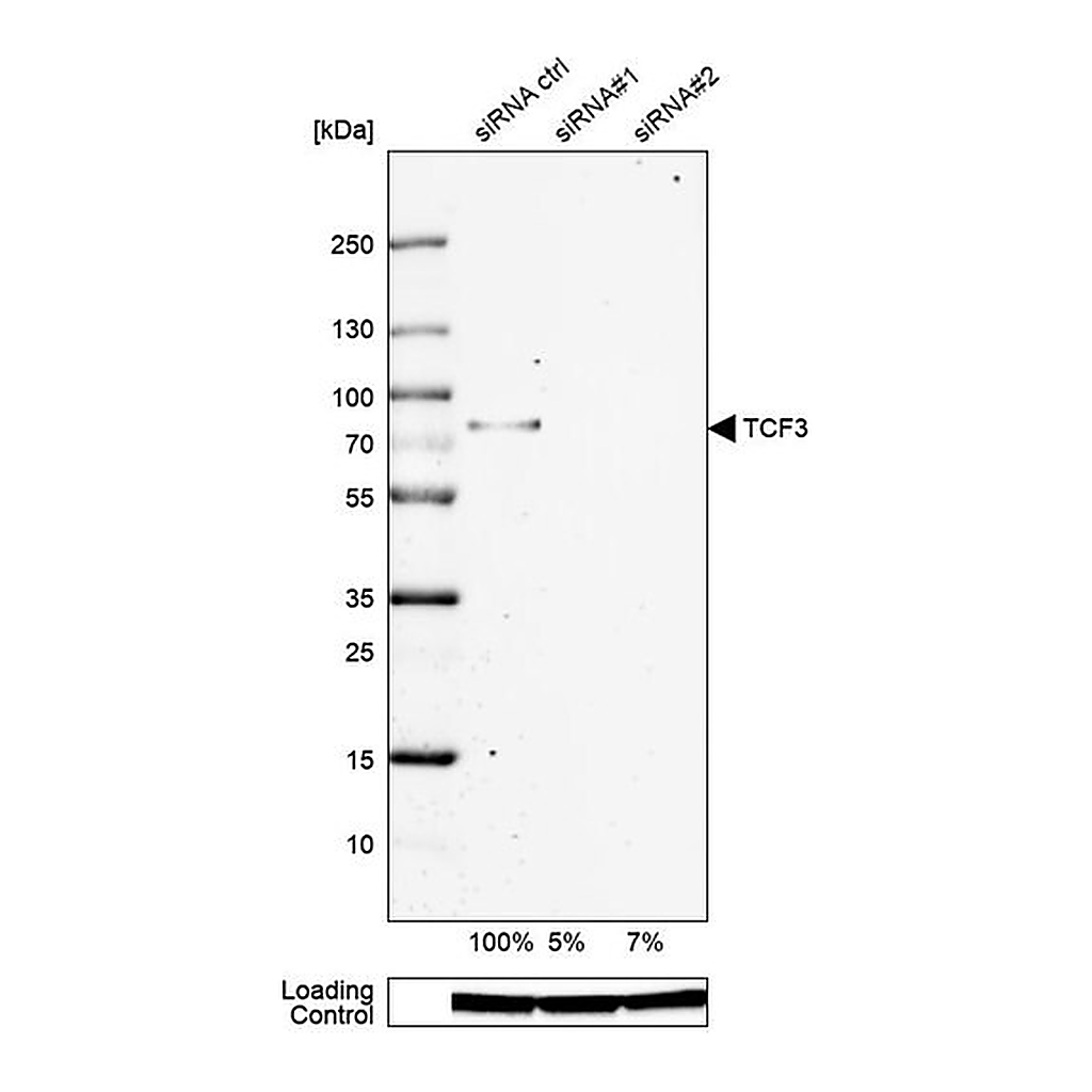 Merck Anti-TCF3 antibody produced in rabbit
