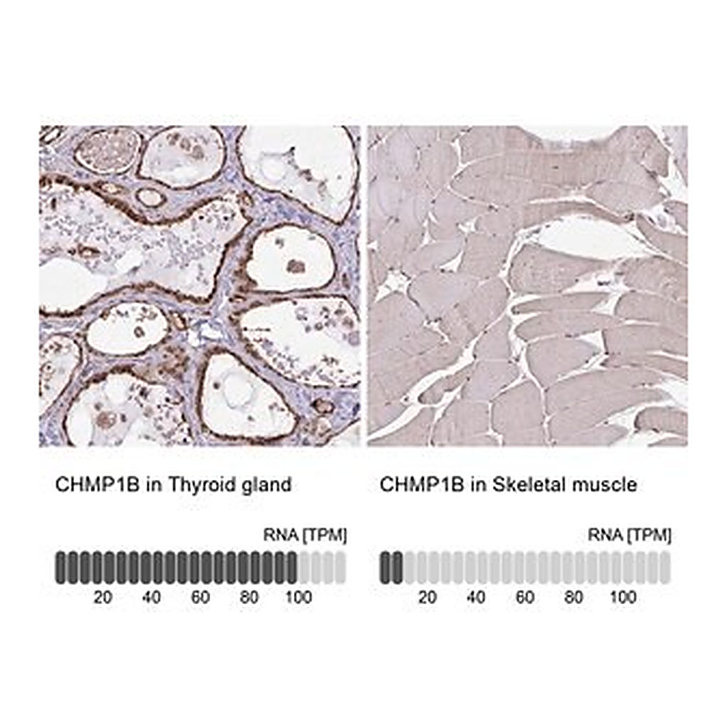 Merck Anti-CHMP1B antibody produced in rabbit