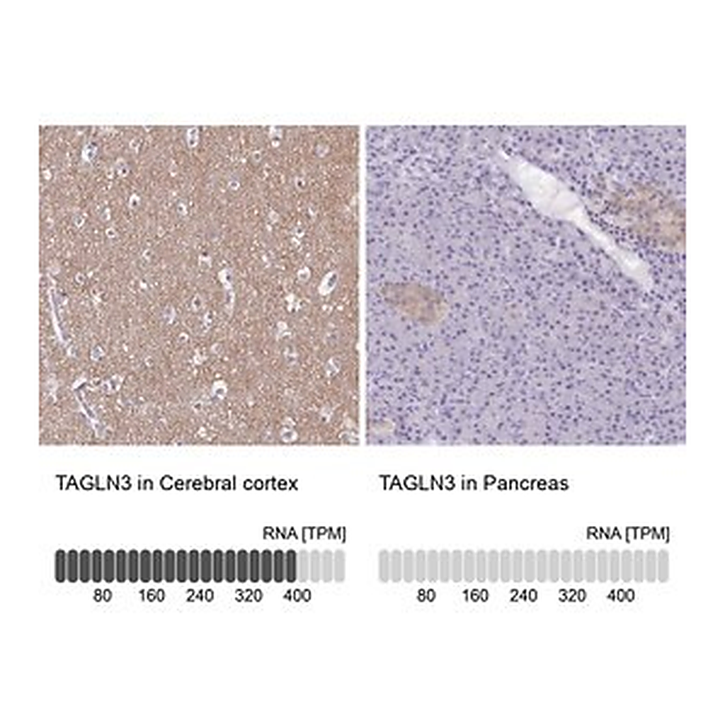 Merck Anti-TAGLN3 antibody produced in rabbit
