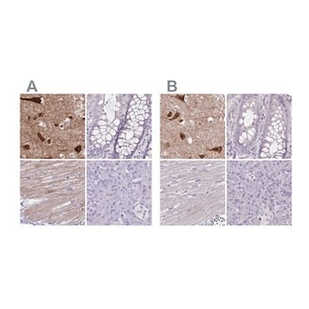 Merck Anti-HOMER1 antibody produced in rabbit