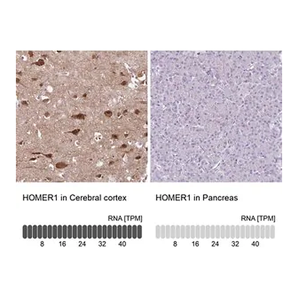 Merck Anti-HOMER1 antibody produced in rabbit