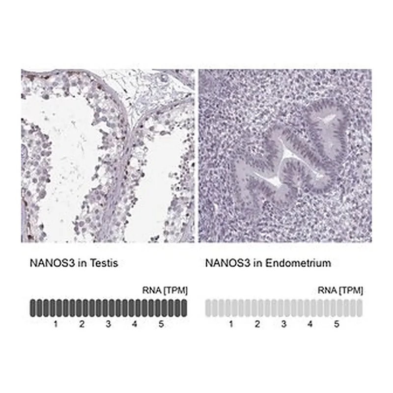 Merck Anti-NANOS3 antibody produced in rabbit