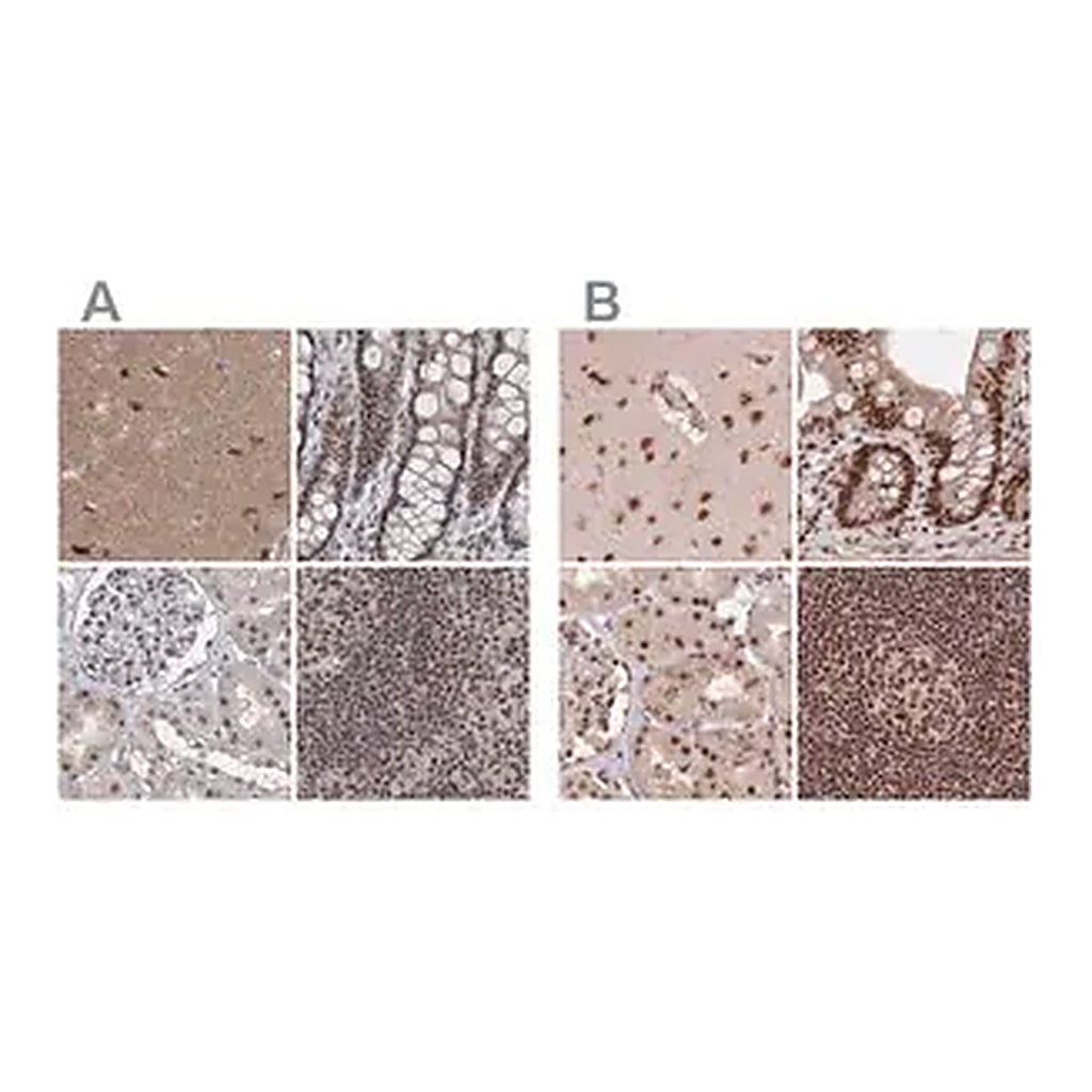 Merck Anti-PDS5A antibody produced in rabbit