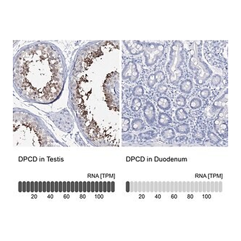 Merck Anti-DPCD antibody produced in rabbit