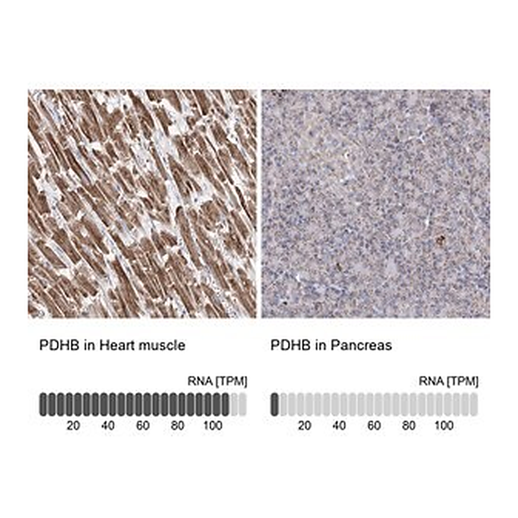 Merck Anti-PDHB antibody produced in rabbit