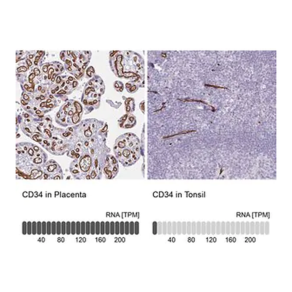 Merck Anti-CD34 antibody produced in rabbit