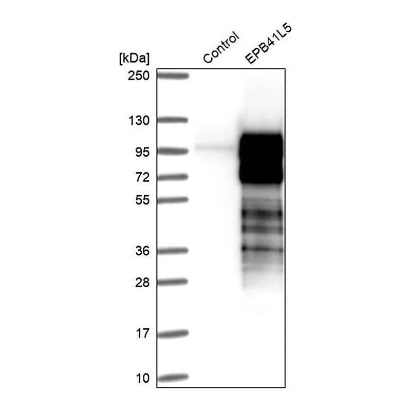 Merck Anti-EPB41L5 antibody produced in rabbit
