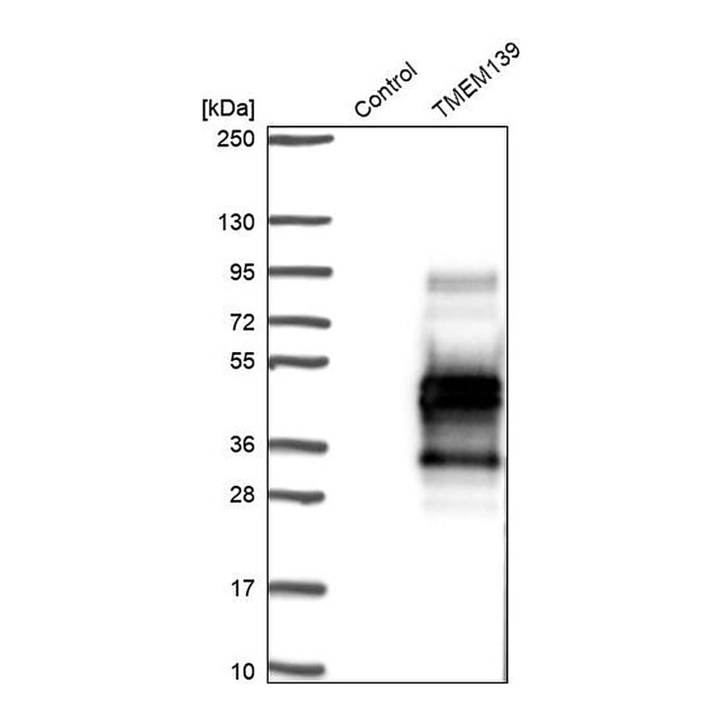 Merck Anti-TMEM139 antibody produced in rabbit