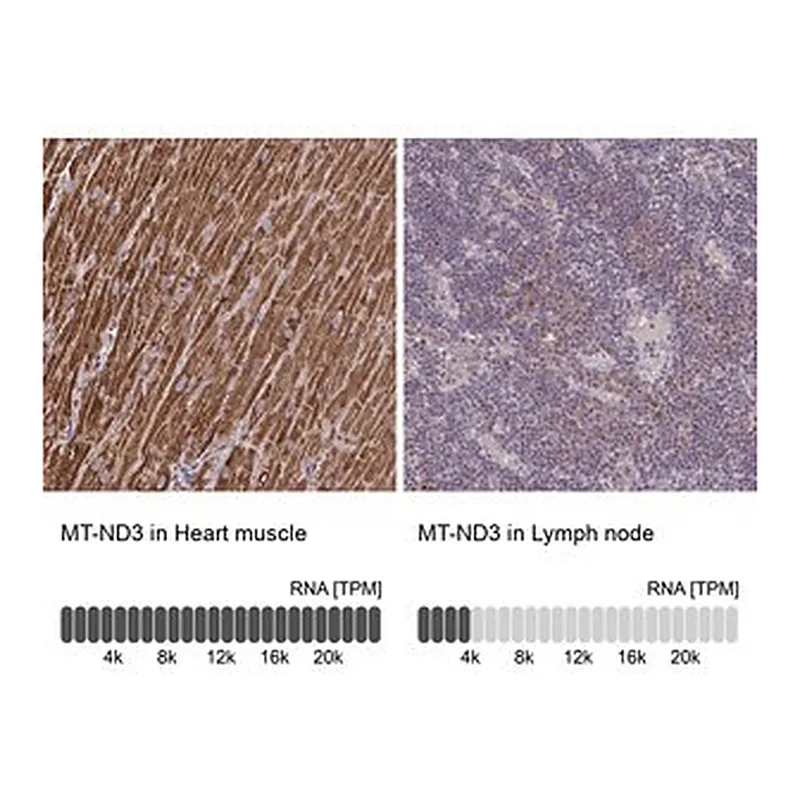 Merck Anti-MT-ND3 antibody produced in rabbit
