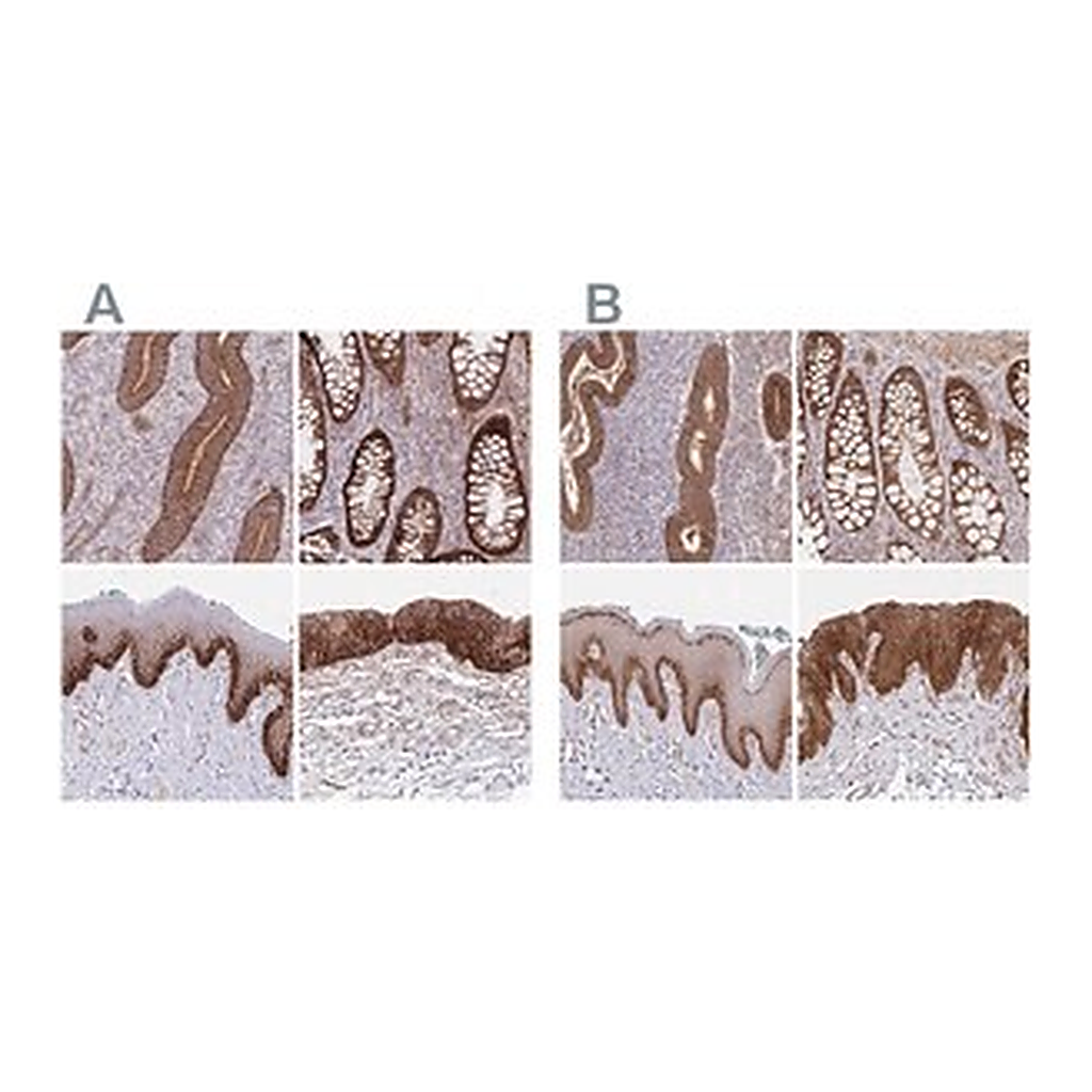 Merck Anti-ITGA2 antibody produced in rabbit
