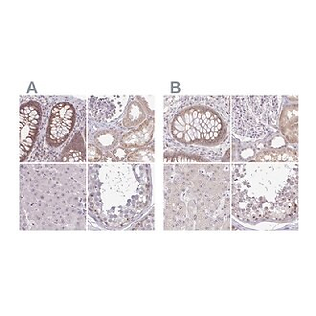 Merck Anti-RSL24D1 antibody produced in rabbit