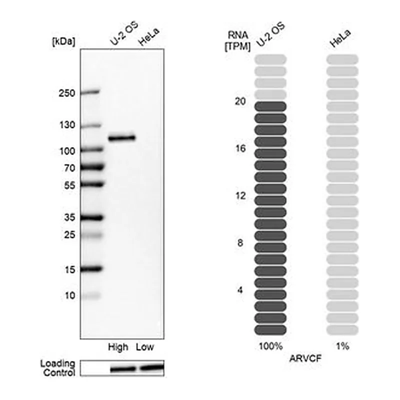 Merck Anti-ARVCF antibody produced in rabbit