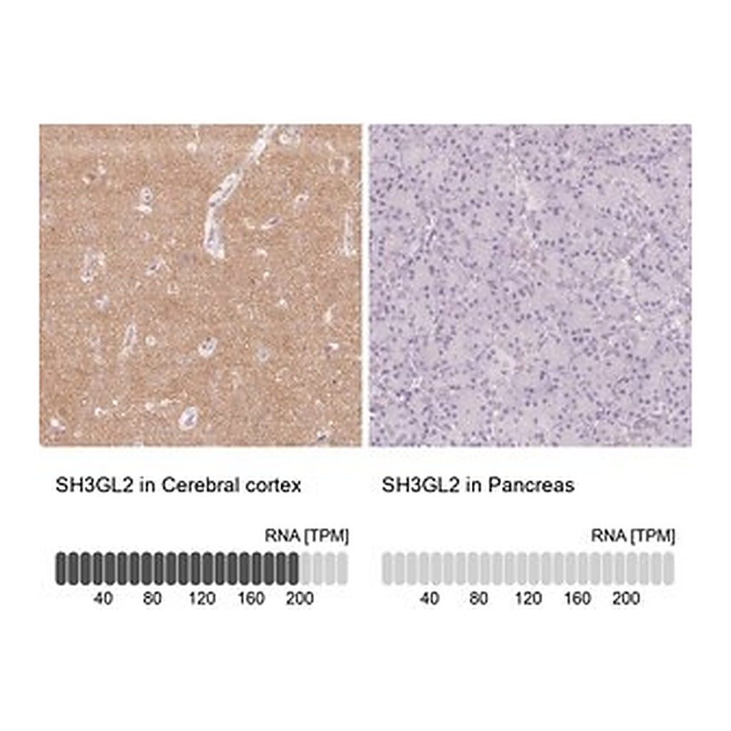 Merck Anti-SH3GL2 antibody produced in rabbit