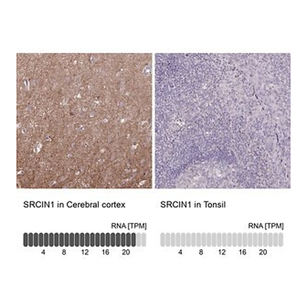 Merck Anti-SRCIN1 antibody produced in rabbit