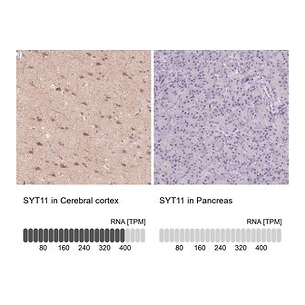 Merck Anti-SYT11 antibody produced in rabbit