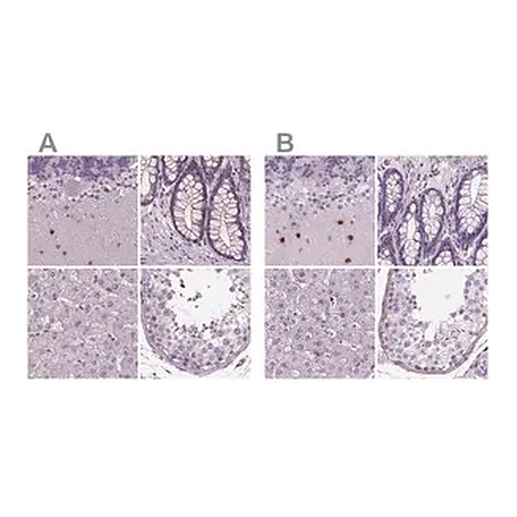 Merck Anti-BHLHE22 antibody produced in rabbit