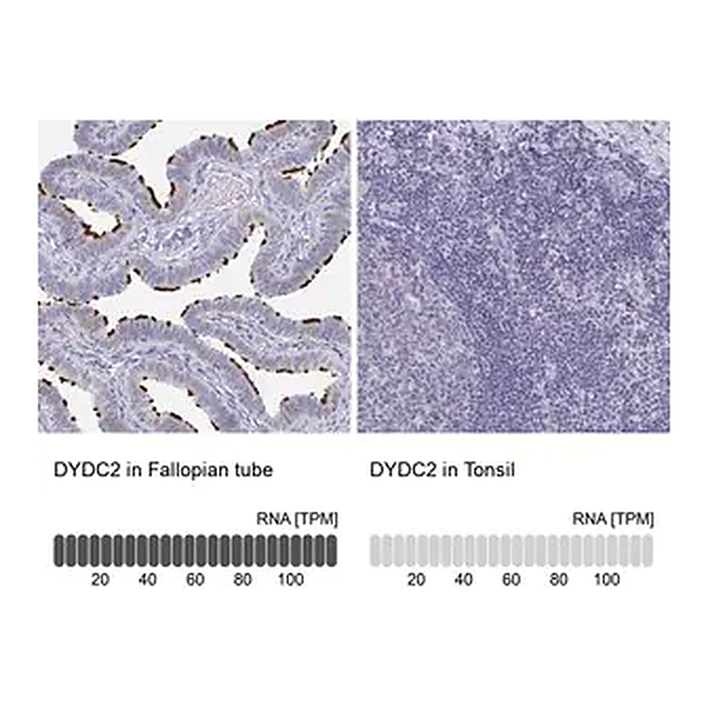 Merck Anti-DYDC2 antibody produced in rabbit