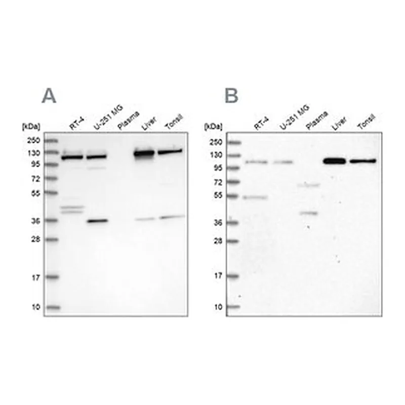 Merck Anti-USO1 antibody produced in rabbit