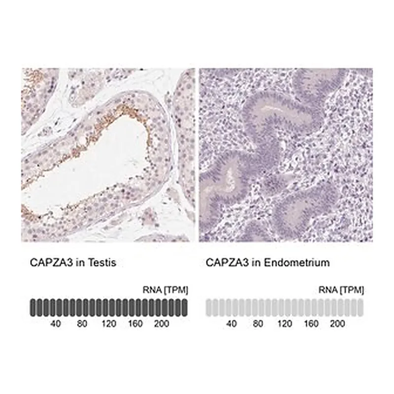 Merck Anti-CAPZA3 antibody produced in rabbit