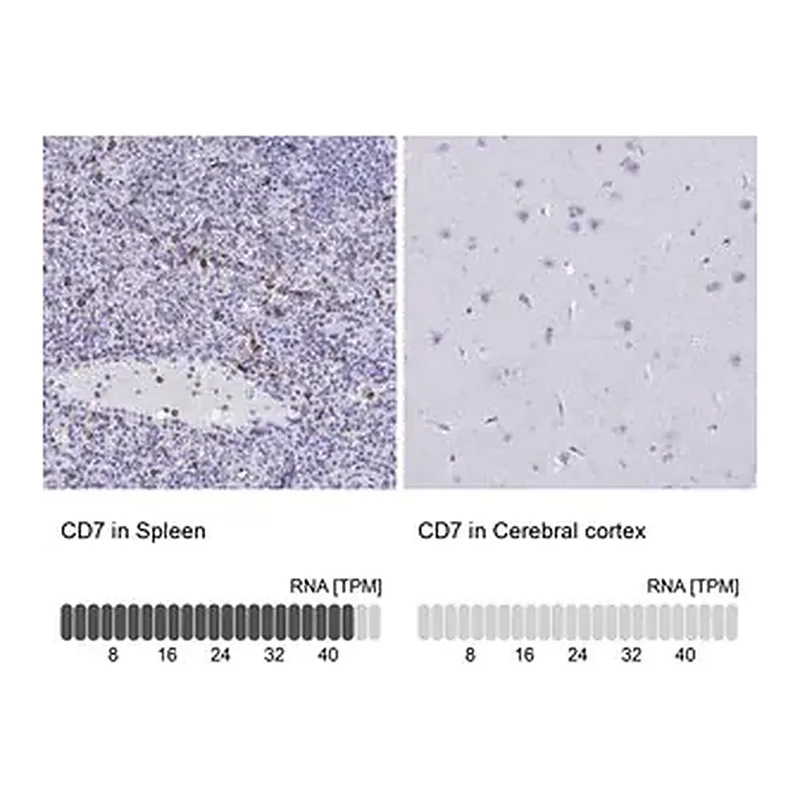 Merck Anti-CD7 antibody produced in rabbit