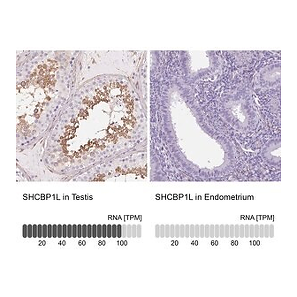 Merck Anti-SHCBP1L antibody produced in rabbit