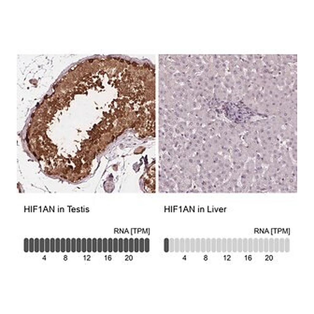 Merck Anti-HIF1AN antibody produced in rabbit