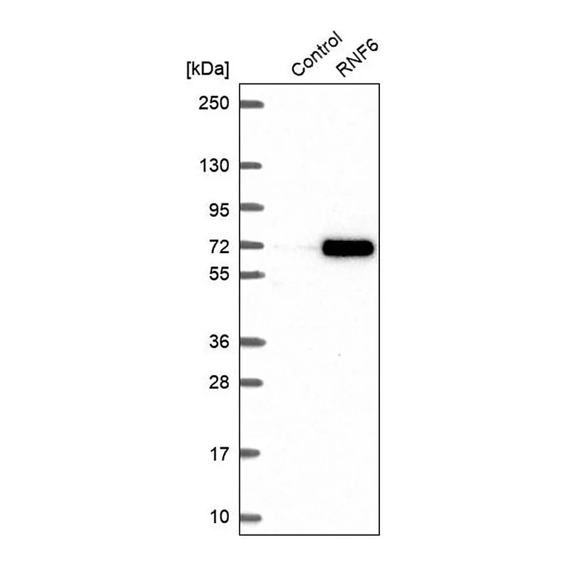 Merck Anti-RNF6 antibody produced in rabbit