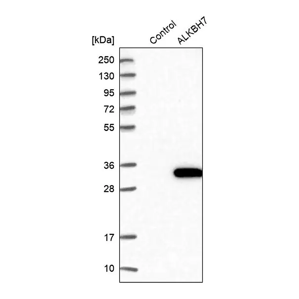 Merck Anti-ALKBH7 antibody produced in rabbit