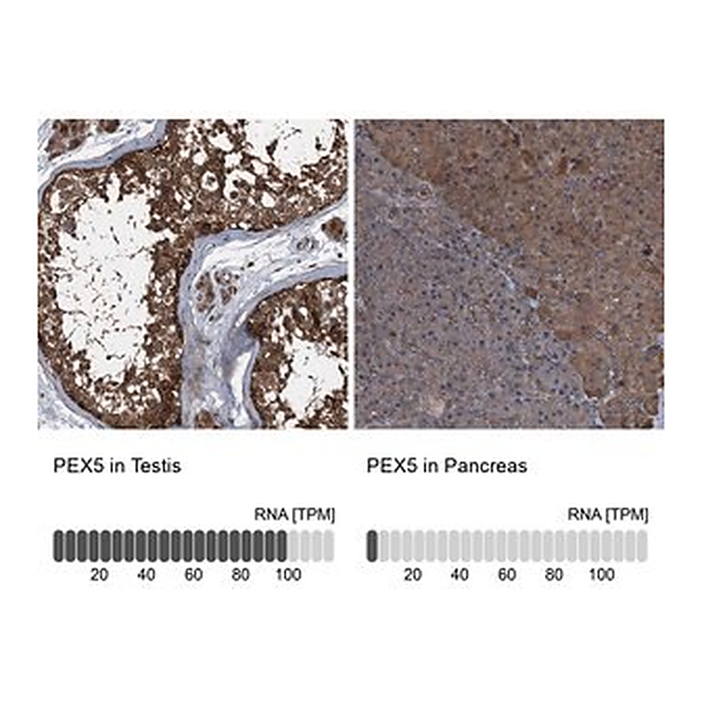 Merck Anti-PEX5 antibody produced in rabbit