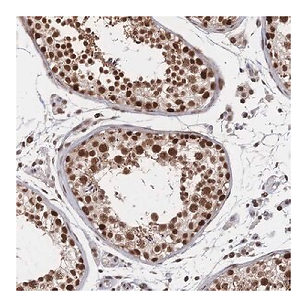 Merck Anti-NELFA antibody produced in rabbit