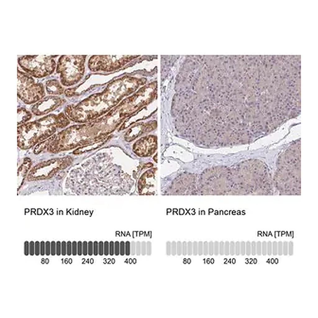 Merck Anti-PRDX3 antibody produced in rabbit