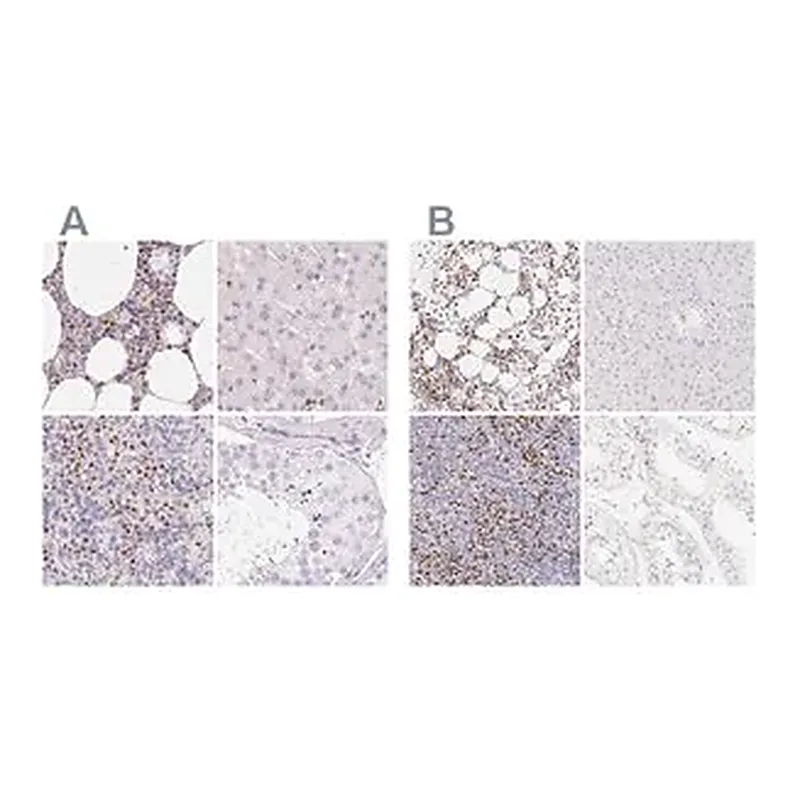 Merck Anti-PADI4 antibody produced in rabbit