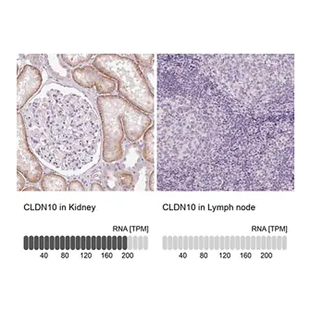 Merck Anti-CLDN10 antibody produced in rabbit