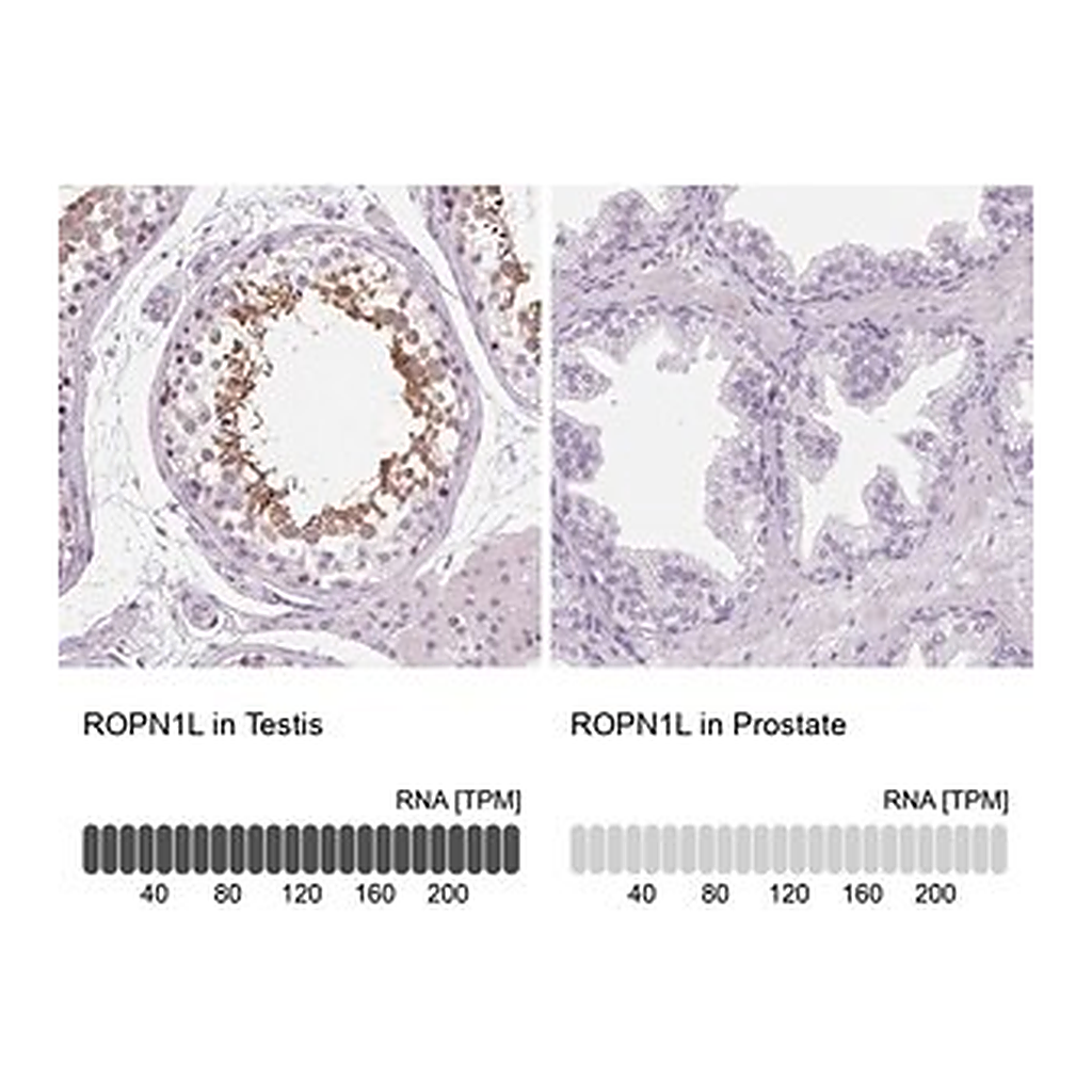 Merck Anti-ROPN1L antibody produced in rabbit