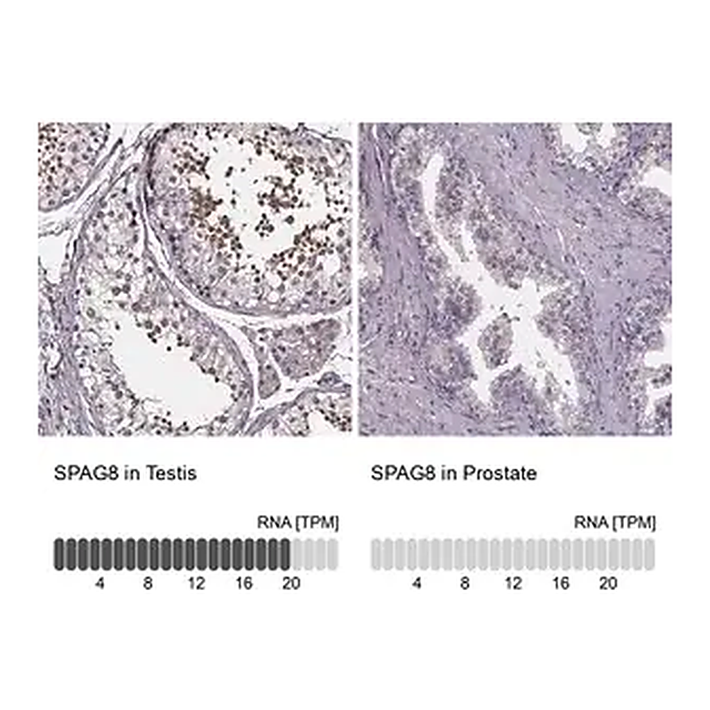 Merck Anti-SPAG8 antibody produced in rabbit