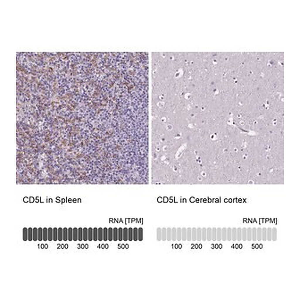 Merck Anti-CD5L antibody produced in rabbit